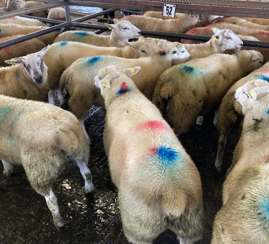 Sheep trade update: Base prices take a hit of 10-20c/kg