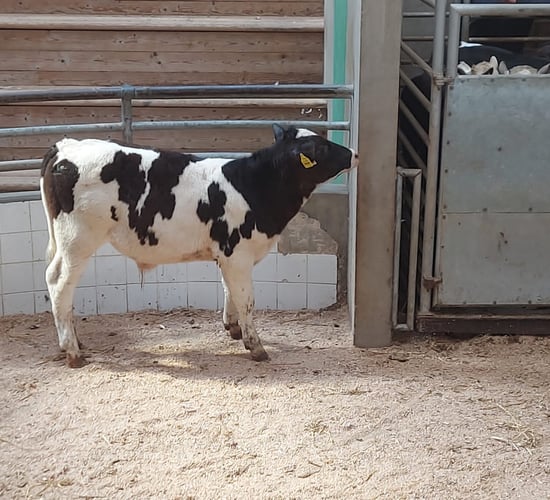 Positive calf trade at Enniscorthy Mart