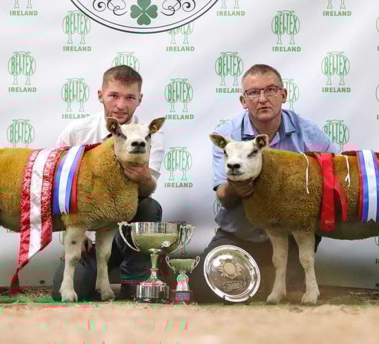 Belgian Beltex premier sale hits high of €2,850