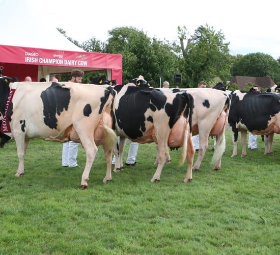 79th Annual Virginia Show to get underway tomorrow