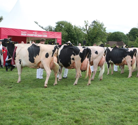 Final call for Baileys Champion Cow entries at Virginia Show