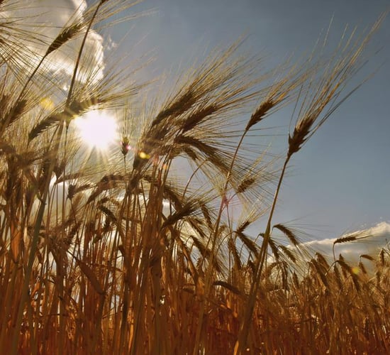 MEP says Russian invasion affected EU attitude to food production