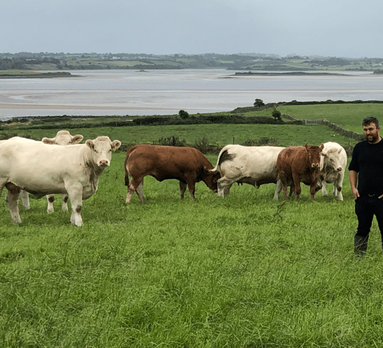 Beef Focus: 135-cow pedigree and commercial Sligo suckler farm