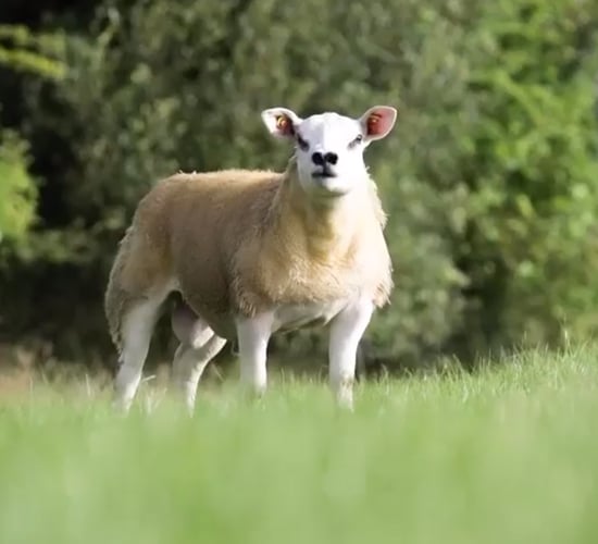 Sheep Ireland set for its biggest-ever sale on Saturday