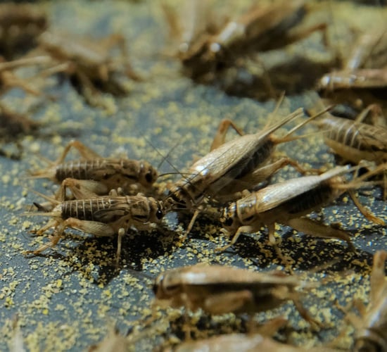 A climate for crickets - Irish company paves the way for new protein source