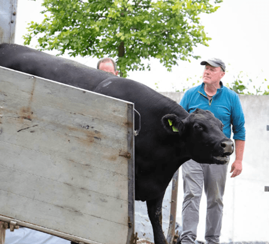 Gigginstown House welcomes 21 champion Angus cattle