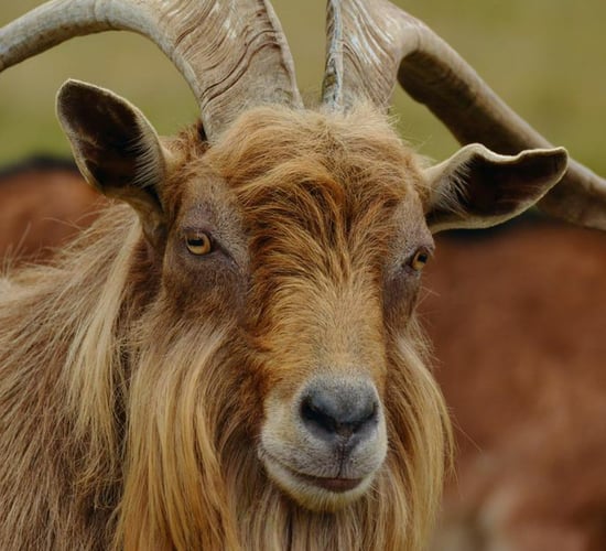DAFM contacted over 175 times on Puck Fair goat welfare
