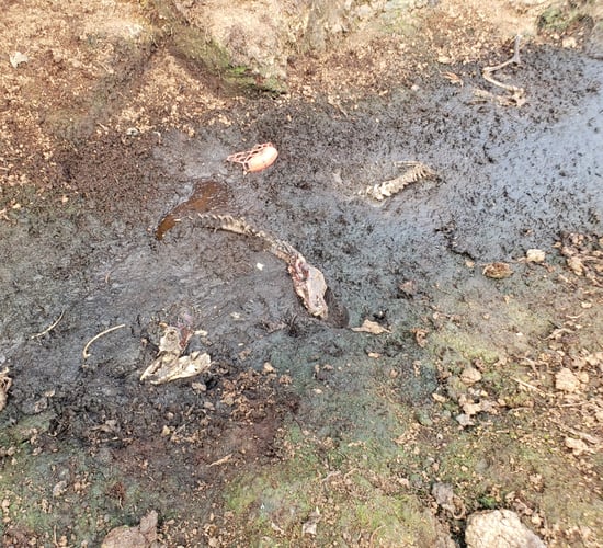 Call for investigation after greyhound remains found in bog
