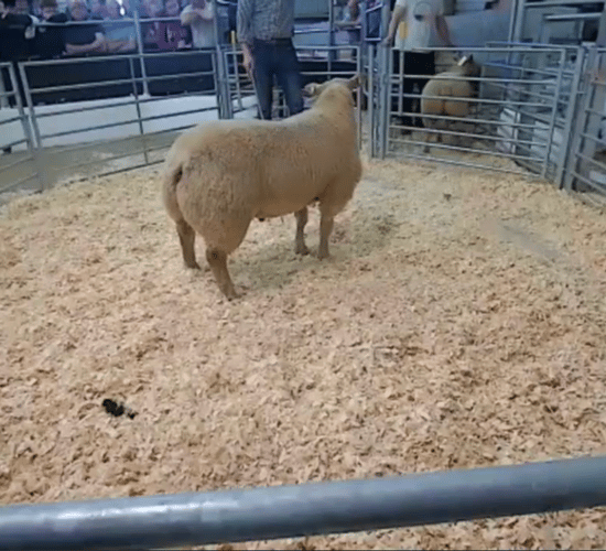 Video: Big Boy Ram Sale tops €2,000