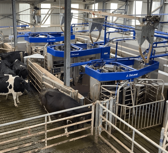 Buildings Focus: 3 robots for a 230-cow Tipperary farm