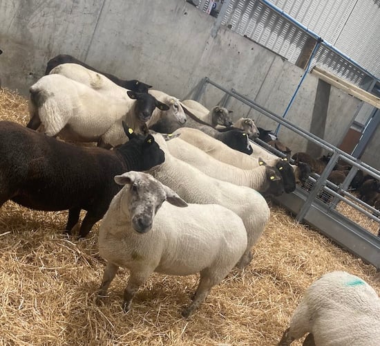 Upheaval impacting on farmers' health