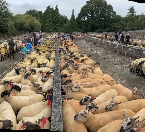 Borris Ewe Breeders 59th annual show and sale next Saturday