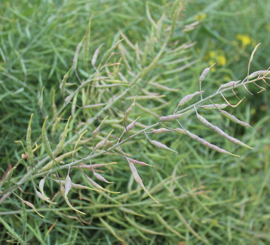 Tillage: Disease control in winter oilseed rape