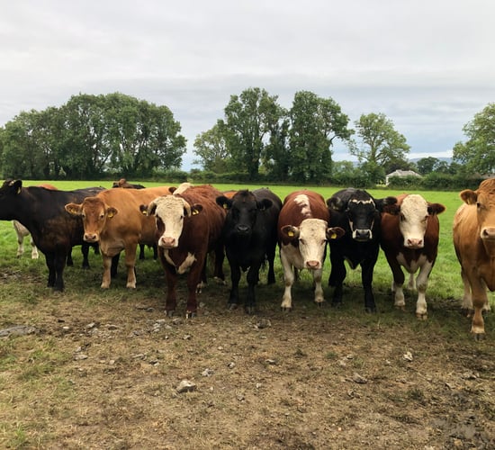 Nolan: 'Going organic with less cattle can boost beef farm incomes'