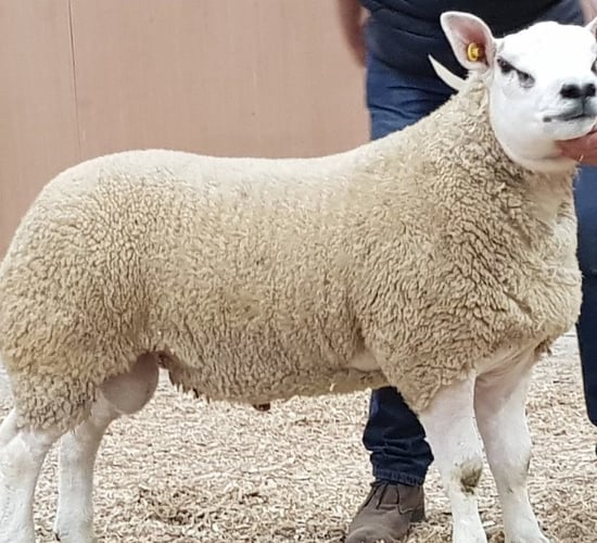 155 lots set for Friday's Big Boy Ram Sale