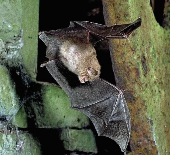 Plan published to protect Ireland's unique lesser horseshoe bats