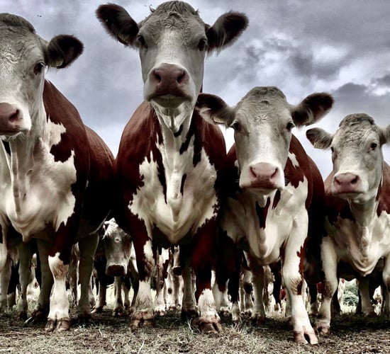 Hereford herdowners urged to get snapping for annual comp