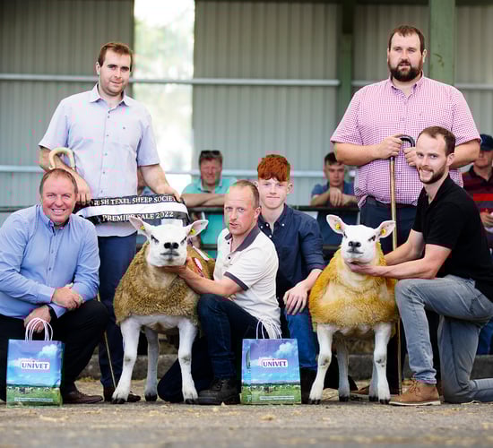 Trade as hot as the weather at Irish Texel premier sale
