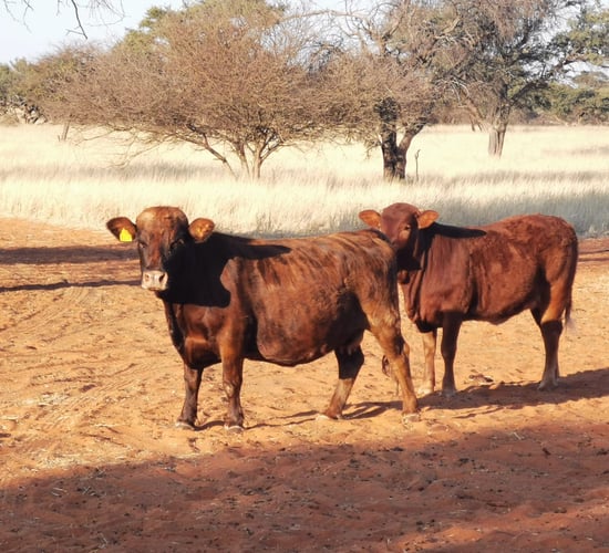 Grants of €250,000 to support Irish agri-businesses in Africa