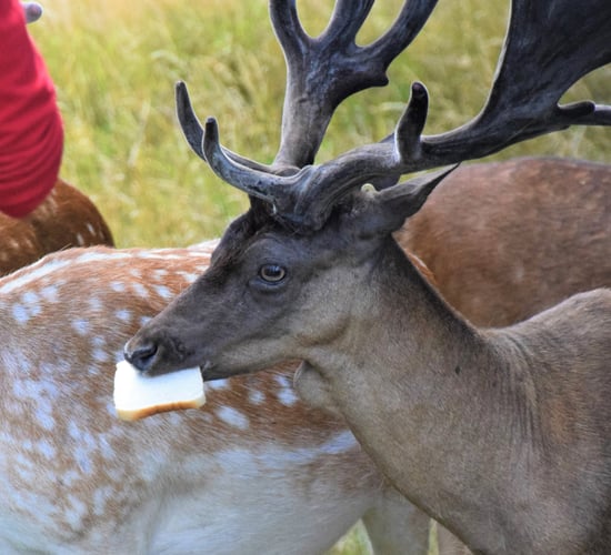 24% Phoenix Park deer population 'constantly begging for food' - UCD study