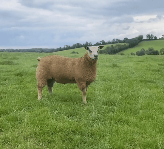 Video: Cavan breeder takes top price at Charollais sale