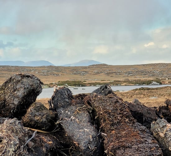 Exciting restoration project will bring five-acre bog back to life