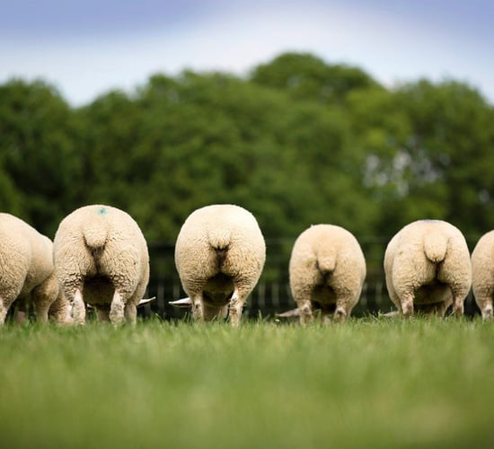 Over 300 Texel rams set for 2022 premier sale