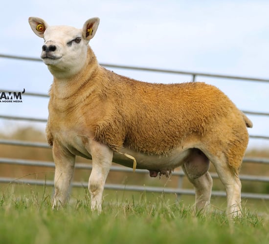 2nd annual on-farm sale tomorrow in Sligo to see 65 rams up for grabs