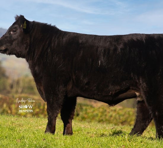 Entries open for Angus calf show with €10,000 prize fund