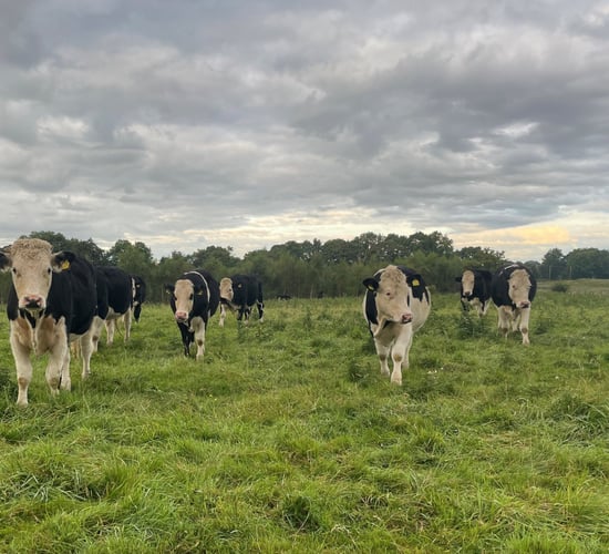 Beef farmer transforms local supply chain - a 'truly farm-to-fork' system