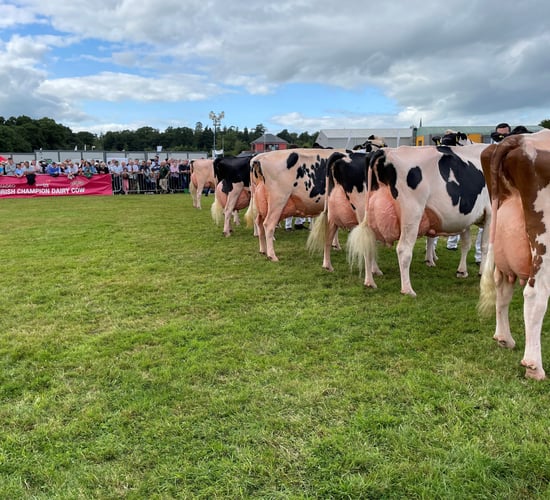 Baileys cow champion title goes to Co. Down