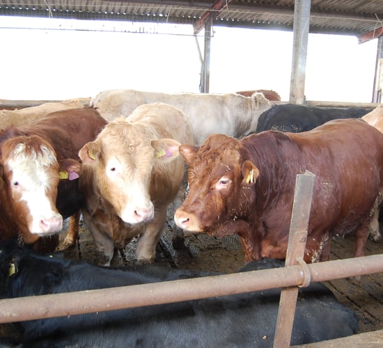 Bulls or bullocks: Factors to consider when finishing cattle