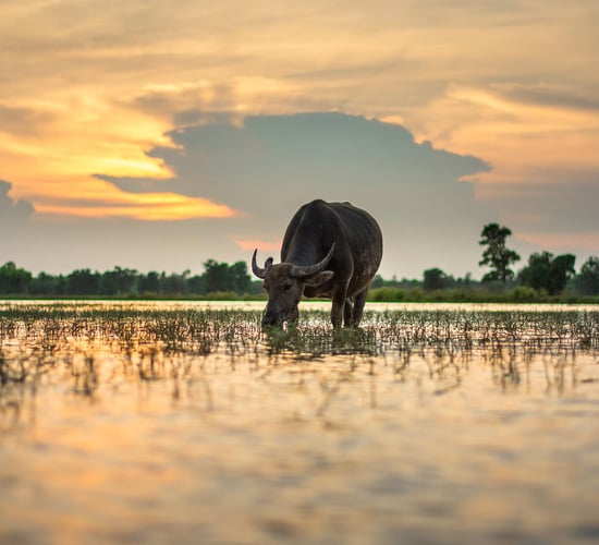 Man contracted brucellosis after handling buffalo on trip to India