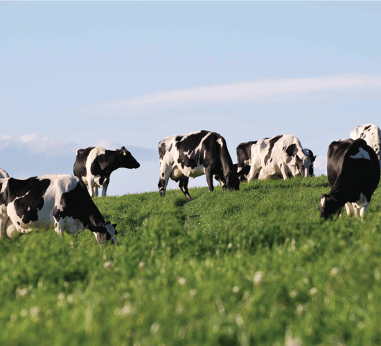 Rumen buffers: The ultimate powerhouse for cows