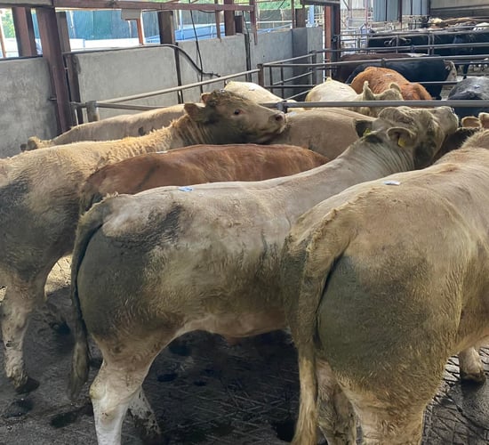 MII report: Beef factories to back farmers to cut GHGs