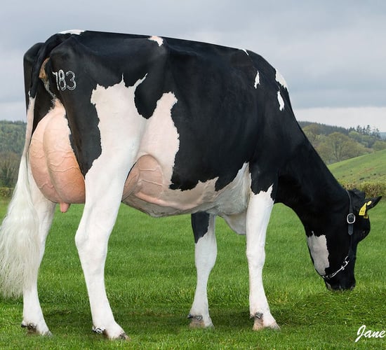 Cloonboygher youngstock sale achieves top price of 2,800gns