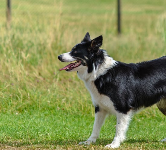 'Robust dog control legislation can protect vulnerable sheep' - TD