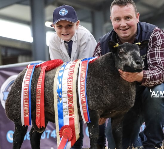 Overall champion tops Blue Texel premier sale at €2,600