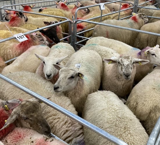 Lamb prices of €6.50/kg 'a lot easier to negotiate' - IFA