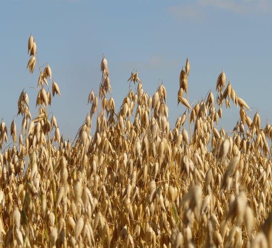 Individual farm incomes 'cannot handle' reductions