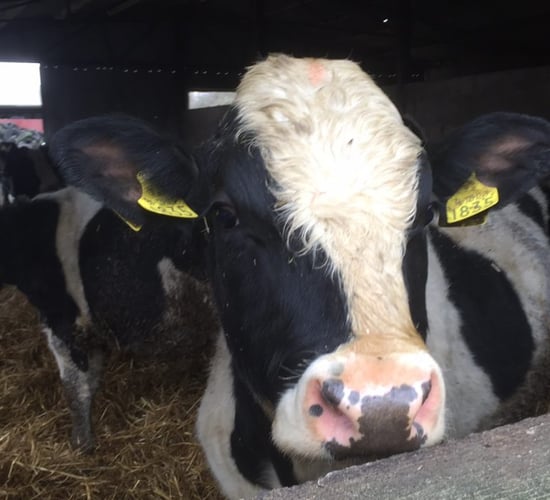 2,000 lighter-type bulls of all breeds sought for export