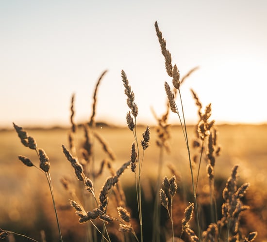 Wheat: Latest variety-based trial results from AHDB