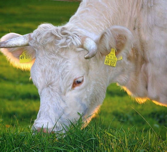 USDA to provide €300m to US farmers to transition to organic