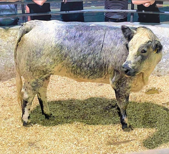 Mart report: Top trade at Ballyjamesduff suckler-bred heifer sale