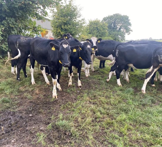Gardaí investigate theft of 7 in-calf dairy heifers in Roscommon