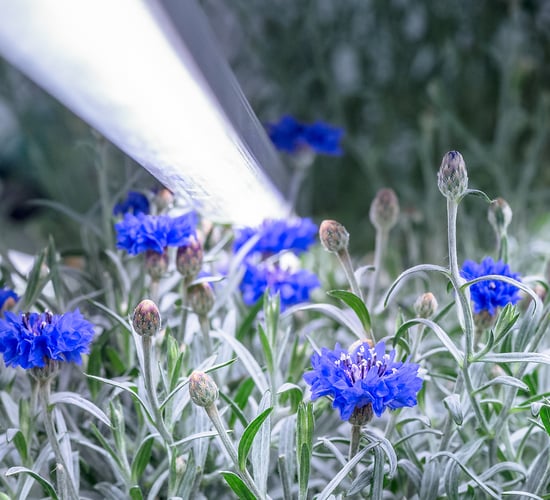Vertical farming laboratory to grow herbs for cosmetics