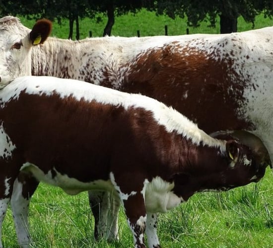 Irish Moiled Cattle Society to host open day on midlands farm