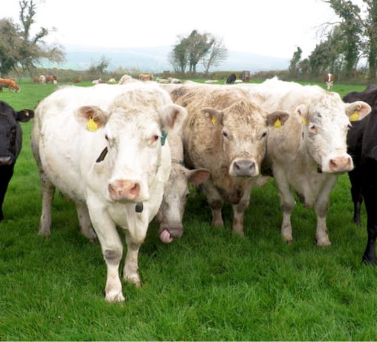 Caution urged as high levels of summer mastitis reported