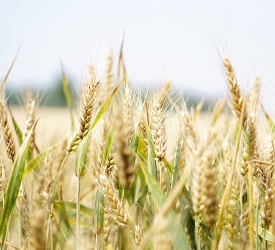 Copa Cogeca: EU cereal production predicted to drop 5% in 2024
