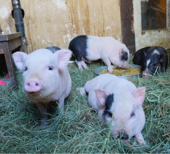 Thousands of people being 'catfished' by 'teacup' pigs